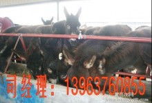 特種牲畜市場價格分析與批發渠道解讀——聚焦2019年養殖網資訊