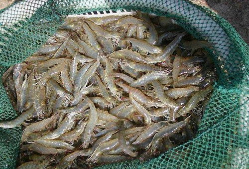 湖南12批次食品抽檢不合格，常德市民辦年貨需警惕牲畜飼養(yǎng)產(chǎn)品