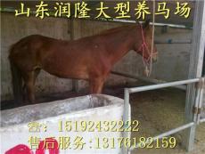 山東潤隆特種養(yǎng)殖場 匠心培育高端牲畜，引領(lǐng)農(nóng)牧業(yè)新風尚